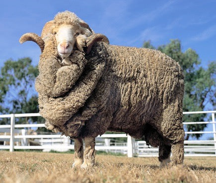 Merino Superfine Lambswool