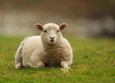 Supersoft Lambswool