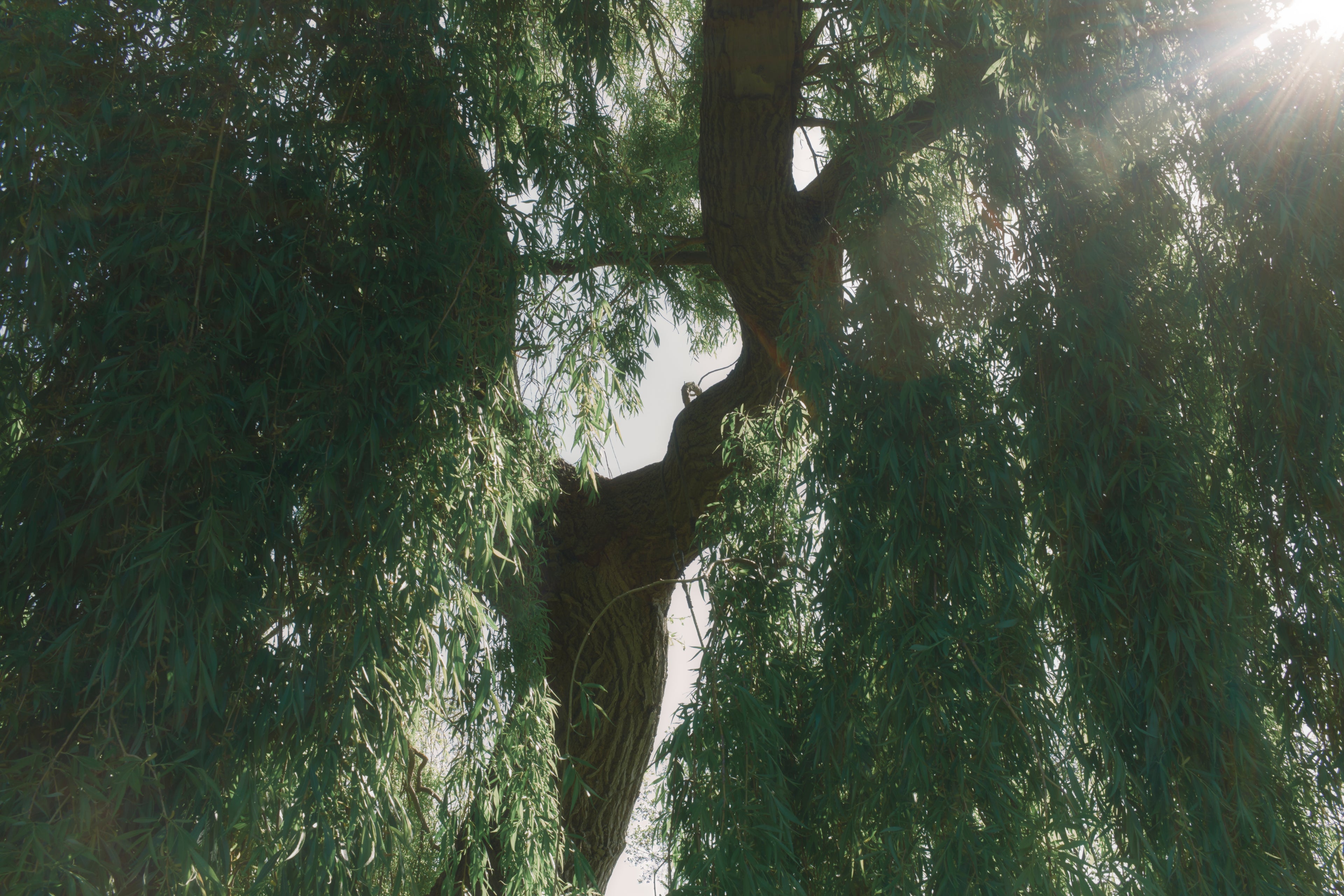 Tree with sunlight filtering through the branches